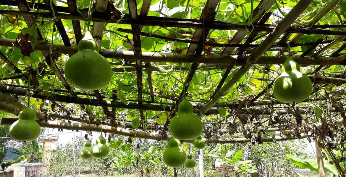 Cooking Class & Thuy Bieu Eco-Village